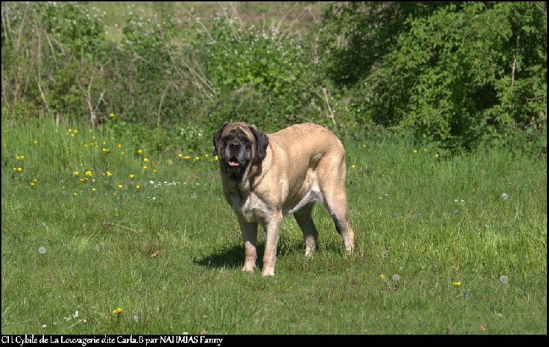 CH. Cybile De la louvagerie