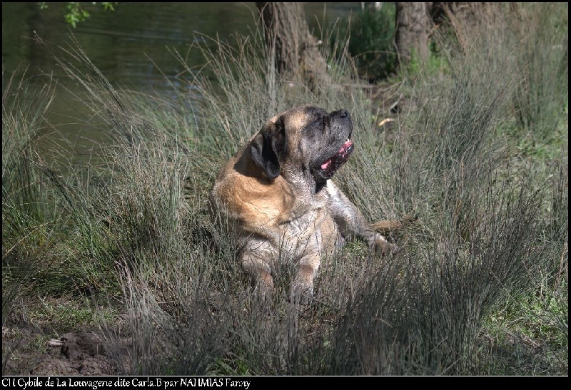 CH. Cybile De la louvagerie