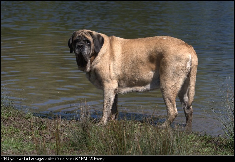 CH. Cybile De la louvagerie