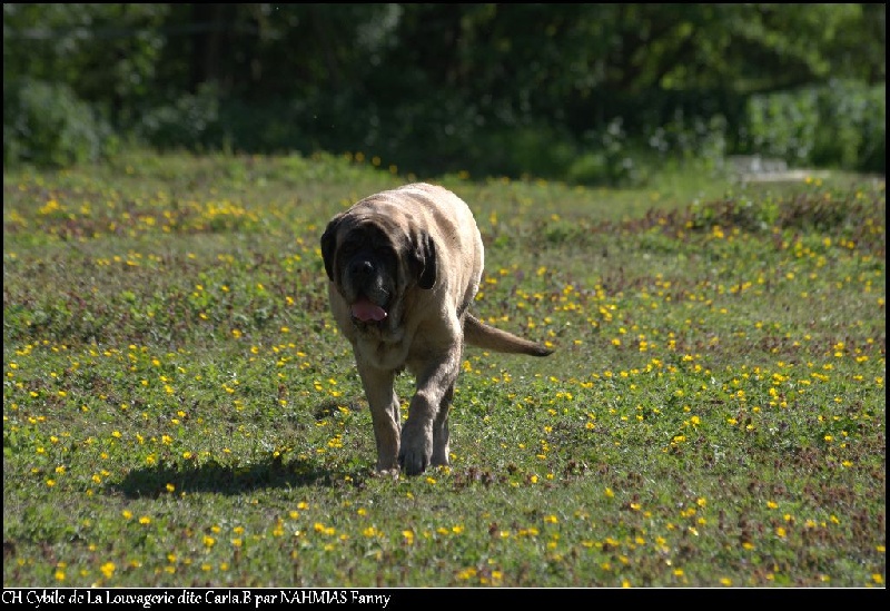 CH. Cybile De la louvagerie