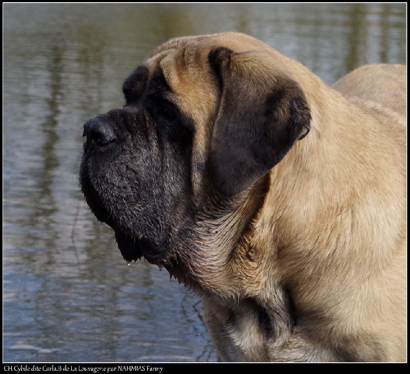 CH. Cybile De la louvagerie