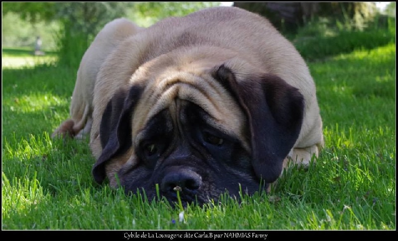 CH. Cybile De la louvagerie