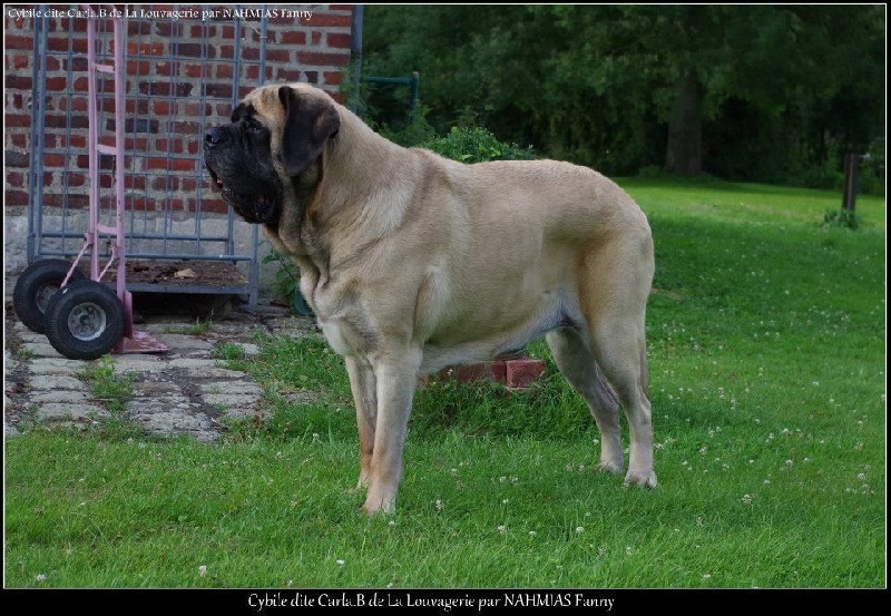 CH. Cybile De la louvagerie