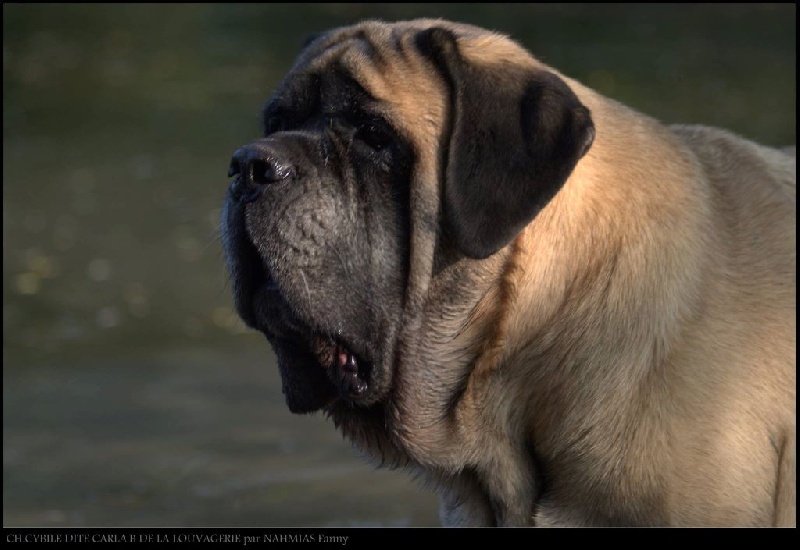 CH. Cybile De la louvagerie