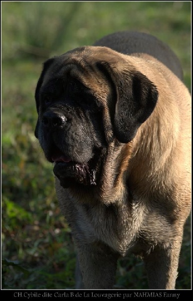 CH. Cybile De la louvagerie