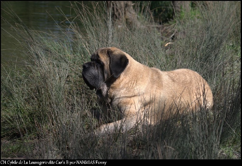 CH. Cybile De la louvagerie
