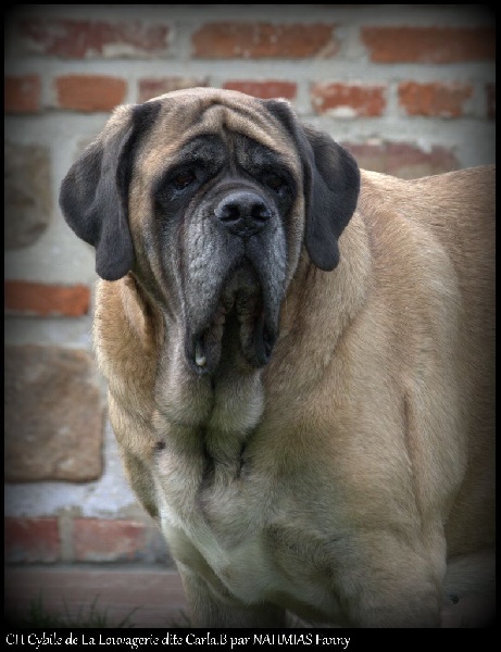 CH. Cybile De la louvagerie