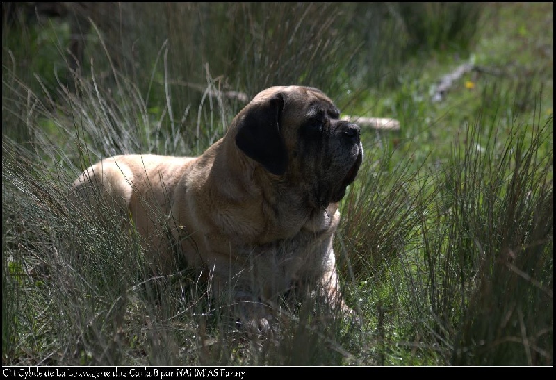 CH. Cybile De la louvagerie