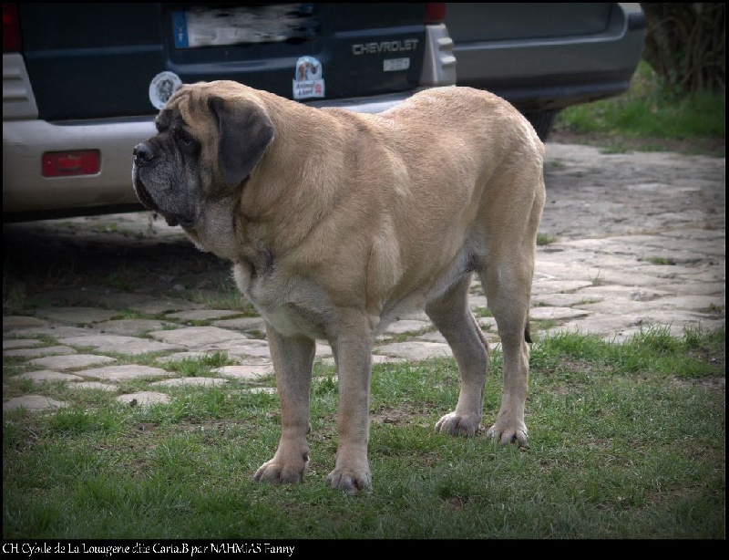 CH. Cybile De la louvagerie