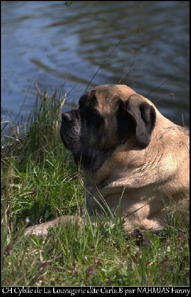 CH. Cybile De la louvagerie