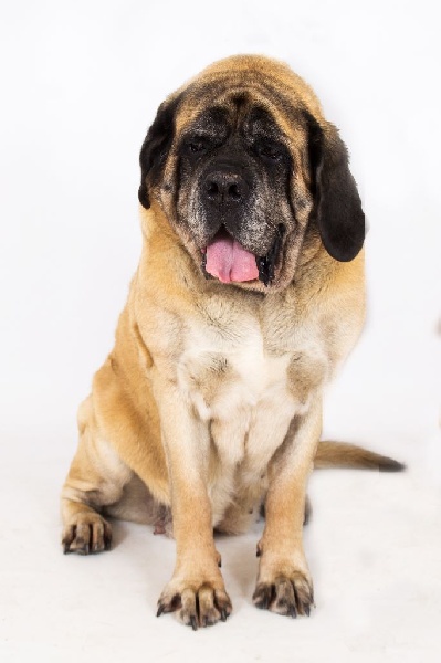 CH. Cybile De la louvagerie