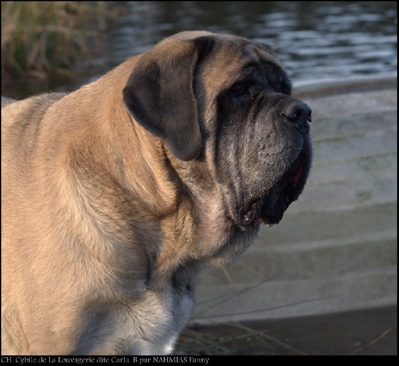 CH. Cybile De la louvagerie