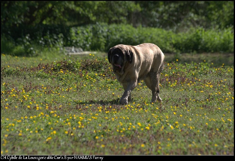 CH. Cybile De la louvagerie