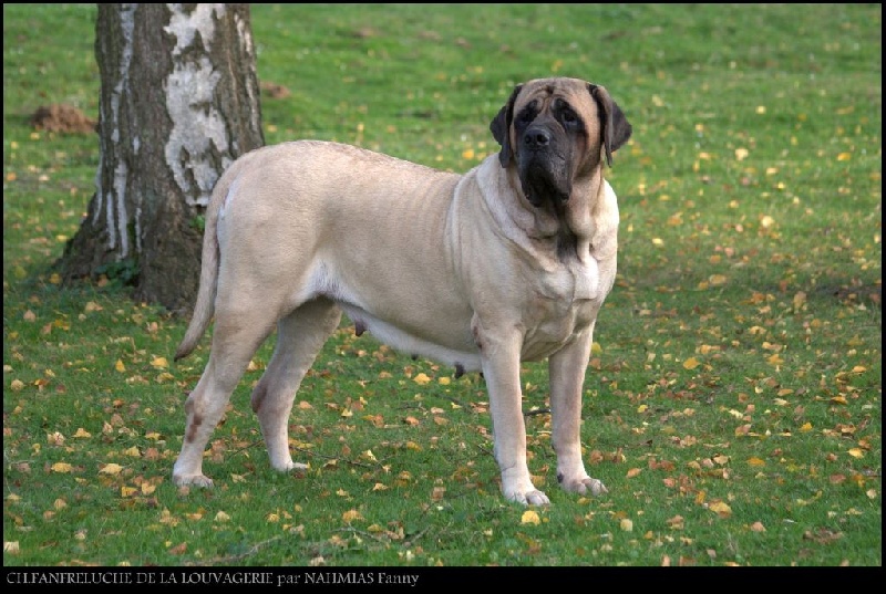 CH. Fanfreluche De la louvagerie - 1er Excellent en Classe Champion CACIB, Best Opposite Sexe (BOS