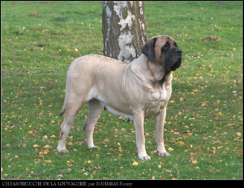CH. Fanfreluche De la louvagerie - 1 ère EXCELLENT en Classe Champion CACIB et MEILLEUR DE RACE