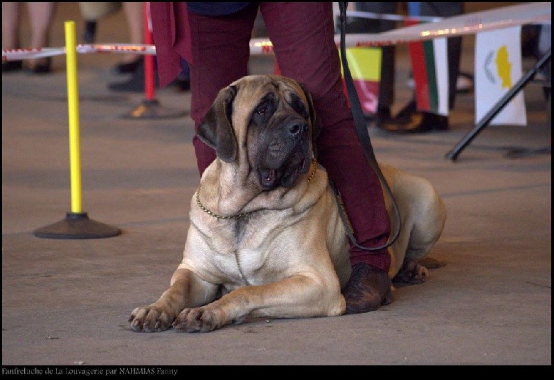 CH. Fanfreluche De la louvagerie - 1er Excellent Classe Ouverte, CACS, Best Opposite Sexe