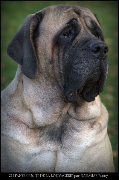 CH. Fanfreluche De la louvagerie - 1ère Excellent en Classe Champion, Sélectionnée pour le CGA 2016