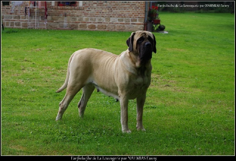 CH. Fanfreluche De la louvagerie - 1er EXCELLENT en Classe Champion CACIB et Best Opposite Sexe