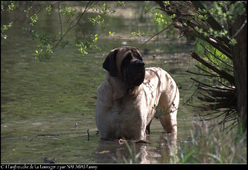CH. Fanfreluche De la louvagerie - 1ère Excellent Classe Champion, MEILLEUR DE RACE (BOB)