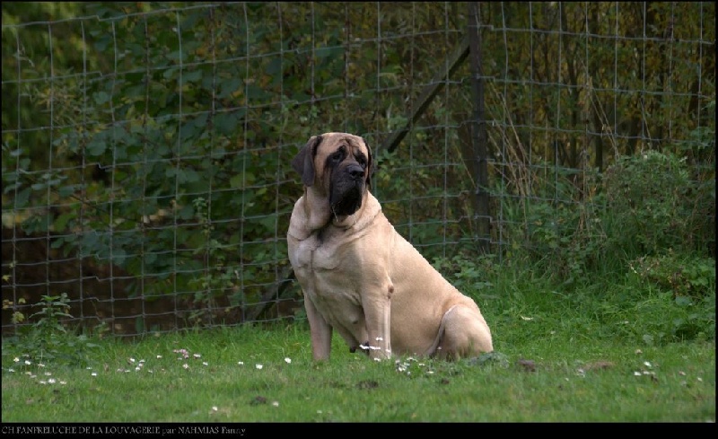 CH. Fanfreluche De la louvagerie - 3ème parmi les Championnes toutes races confondues du Groupe 2