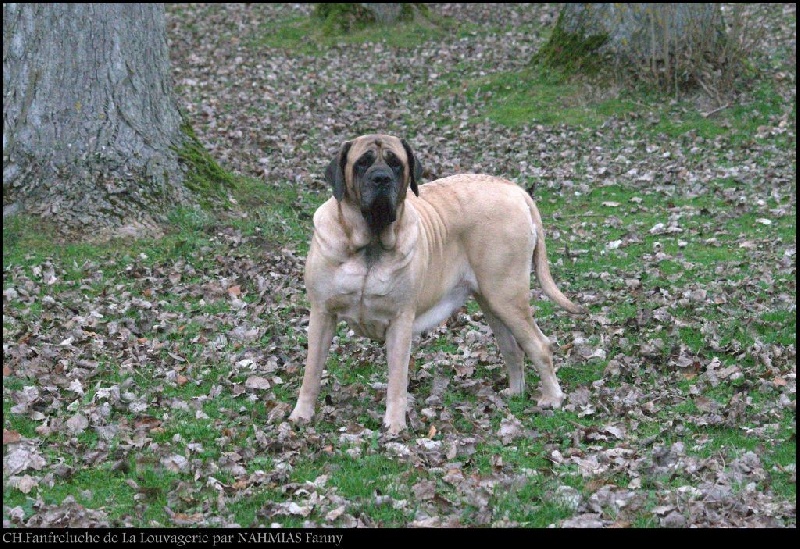 CH. Fanfreluche De la louvagerie - 1er Excellent RCACS , RCACIB Classe Ouverte Femelles