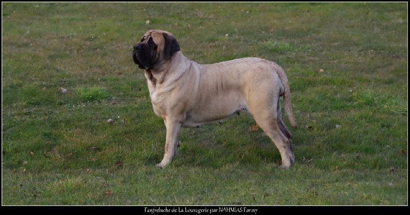 CH. Fanfreluche De la louvagerie - 1ère Excellent en Classe Ouverte, RCACS, RCACIB