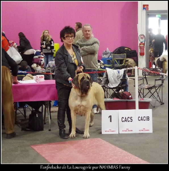 CH. Fanfreluche De la louvagerie - 1ère EXCELLENT CACS CACIB BOS