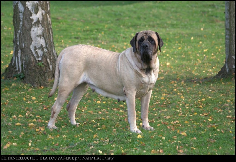 CH. Fanfreluche De la louvagerie - 1ère Excellent en classe Champion, CACIB, MEILLEUR DE RACE