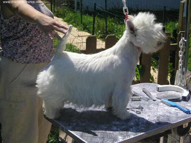 Publication : Westwilscot's