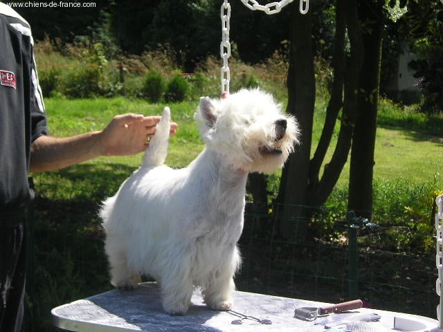 Publication : Westwilscot's