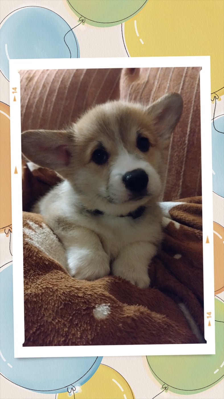 CHIOT fauve collier noir