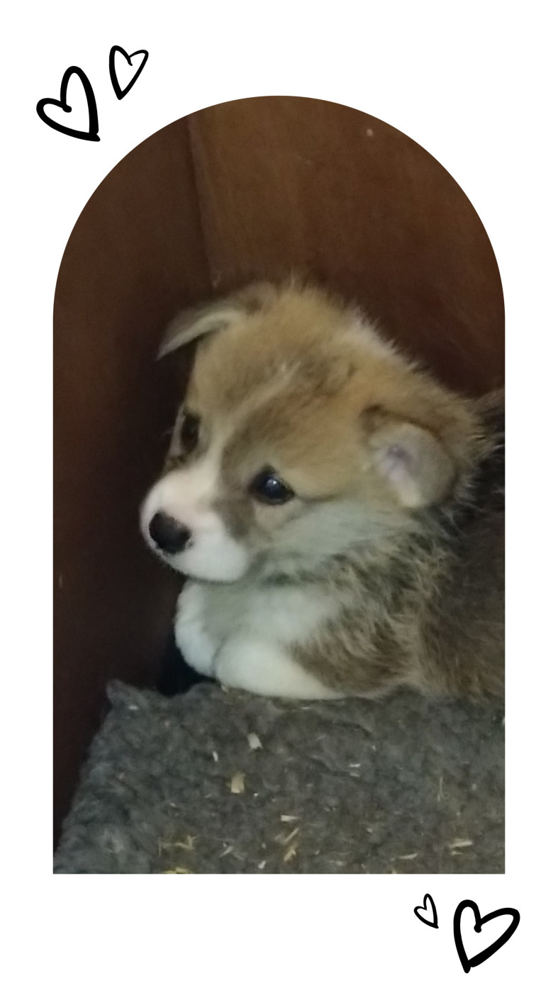 CHIOT fauve collier noir