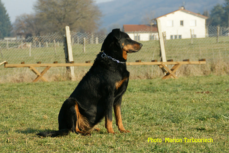 CH. Brume rime Des monts du lac