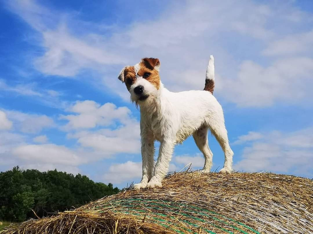 Publication : of jack and co.