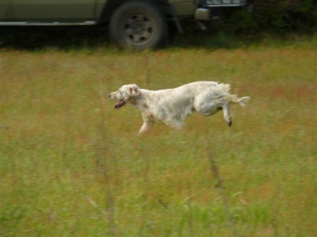 TR. CH. Chippy De sandie landes