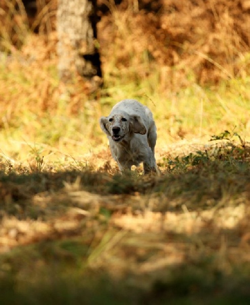 TR. CH. Chippy De sandie landes