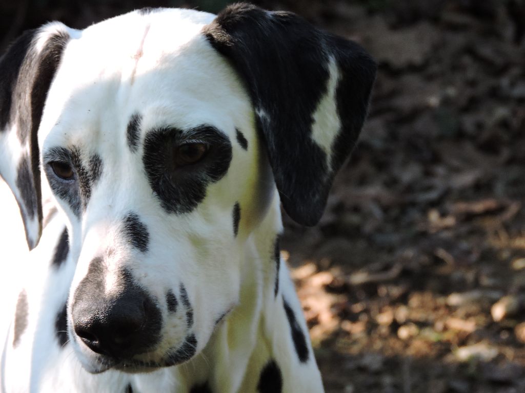 Publication : De l'eden for ever