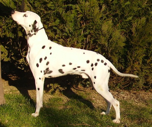 Publication : De l'eden for ever Auteur : Monneron Marion