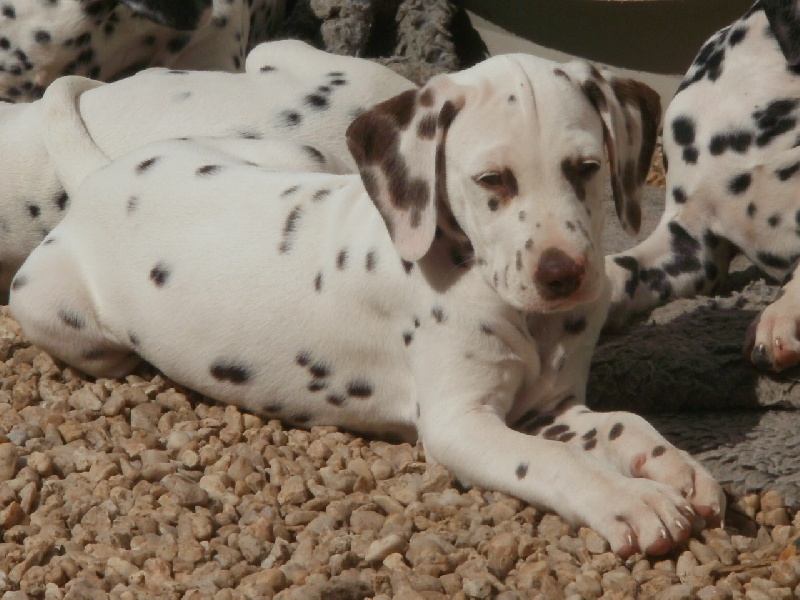 Publication : De l'eden for ever Auteur : Monneron Marion