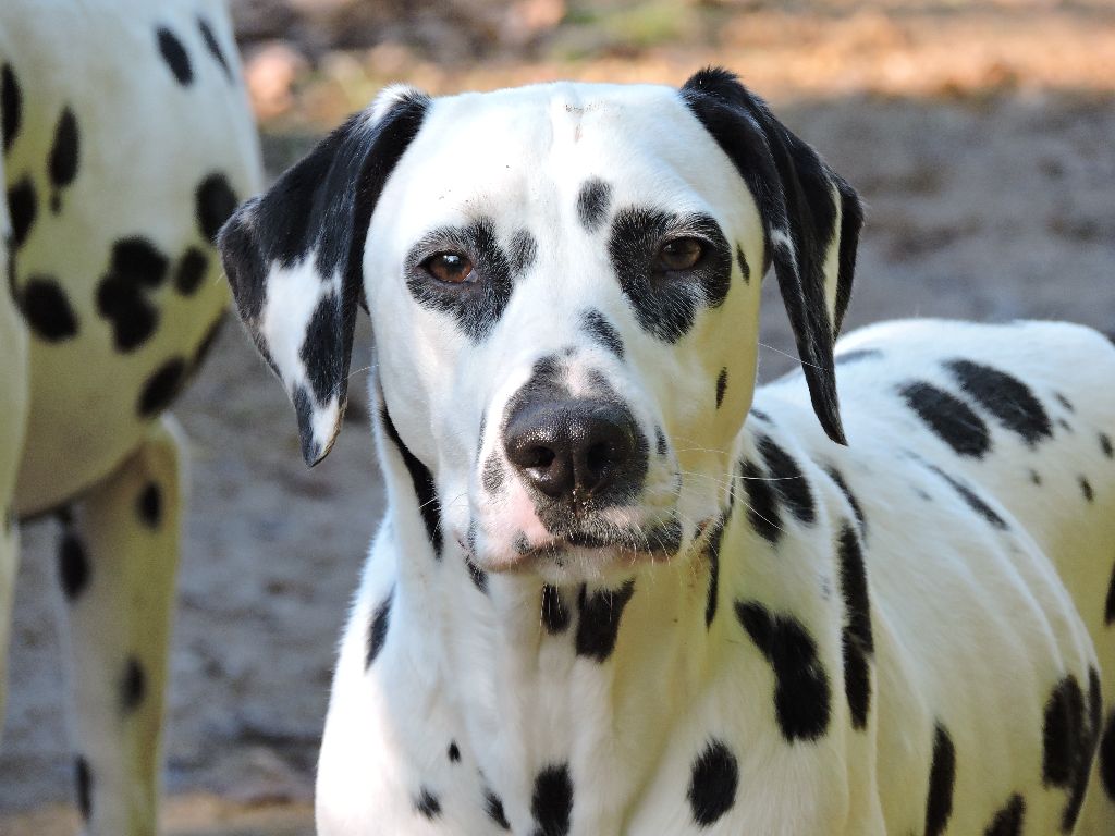 Publication : De l'eden for ever