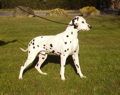 Publication : De l'eden for ever Auteur : Monneron Marion