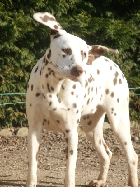 Publication : De l'eden for ever Auteur : Monneron Marion