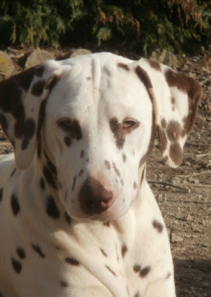 Publication : De l'eden for ever Auteur : Monneron Marion