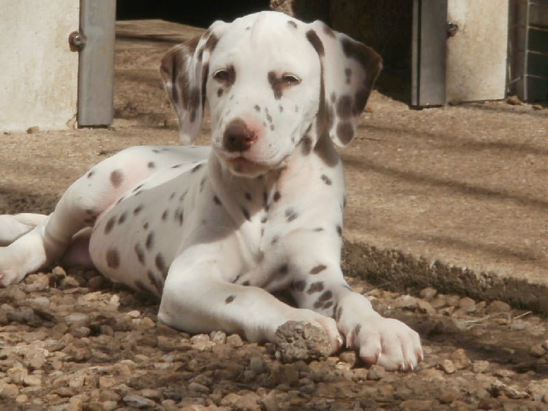 Publication : De l'eden for ever Auteur : Monneron Marion