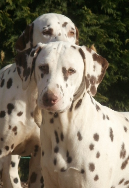 Publication : De l'eden for ever Auteur : Monneron Marion