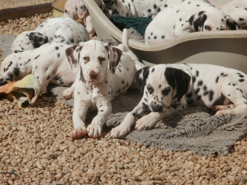 Publication : De l'eden for ever Auteur : Monneron Marion