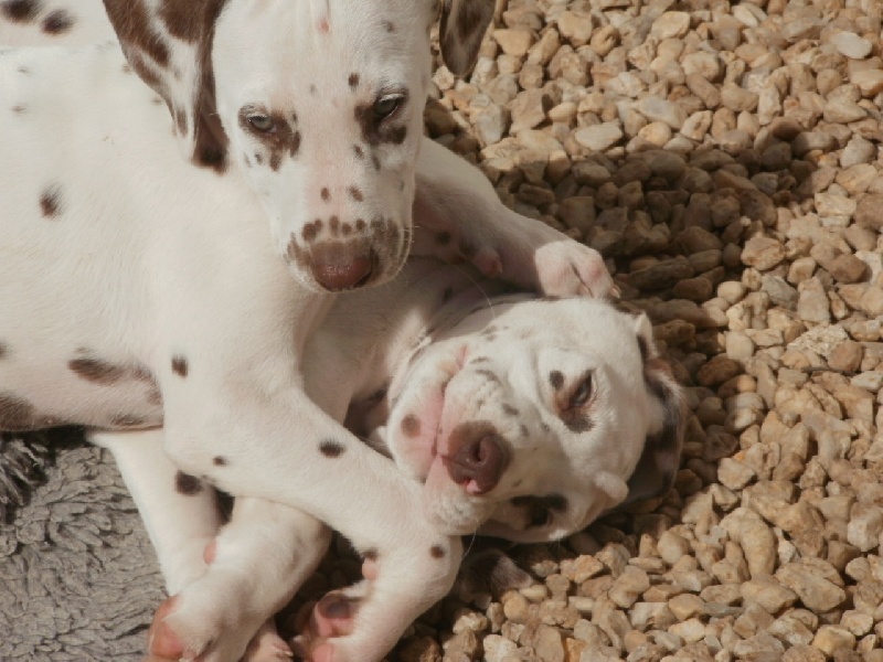 Publication : De l'eden for ever Auteur : Monneron Marion