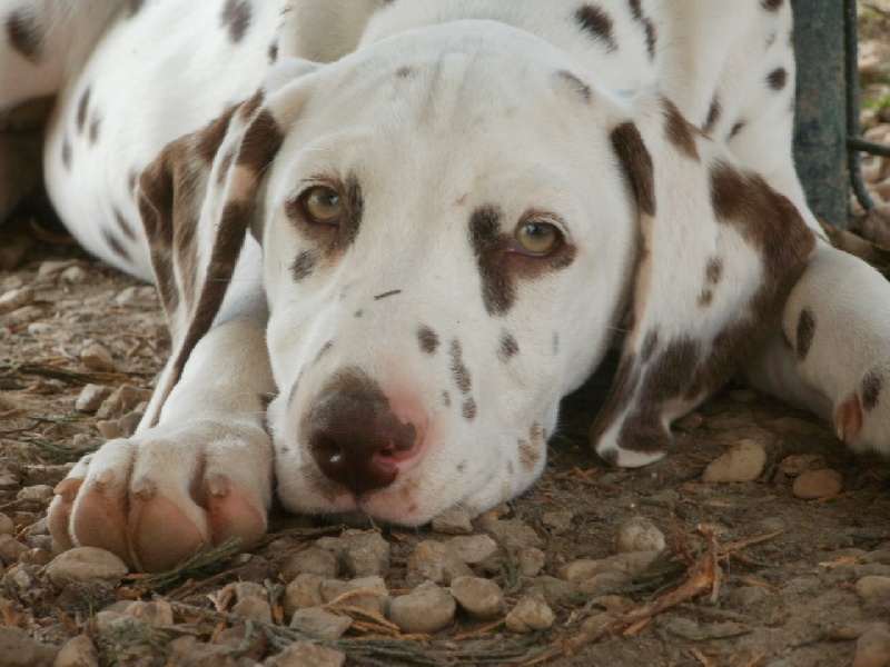 Publication : De l'eden for ever Auteur : Monneron Marion