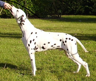 Publication : De l'eden for ever Auteur : Monneron Marion