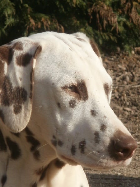 Publication : De l'eden for ever Auteur : Monneron Marion